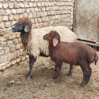 میش وبره نره