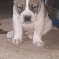 آلابای روس اصیل با ضمانتنامه|سگ|اصفهان, میرعماد|دیوار