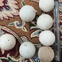 سنگ اسیاب|کلکسیون اشیاء عتیقه|فسا, |دیوار