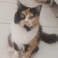 گربه فروشی پرشین