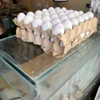 تخم مرغ تخممرغ