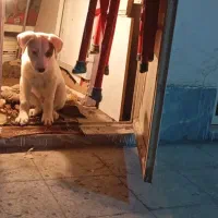 گمشده سگ سفید