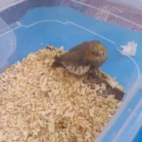 جوجه عروس هلندی