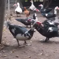 فروش اردک اسراییلی نر درشت وسنگین وزن