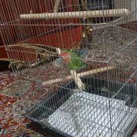 طوطی برزیلی|پرنده|شهر ری, حمزه‌آباد|دیوار