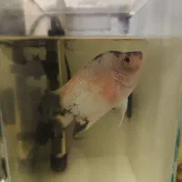 دو تا ماهی فلاور رایگان|ماهی|تبریز, |دیوار