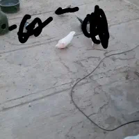 کفتر گم شده|حیوانات|پاکدشت, پاکدشت (مامازند)|دیوار