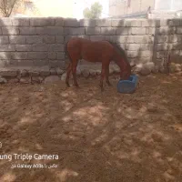فروش ۶راس اسب مادیان ونریان وکره
