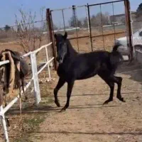 کره مادیان کره عقاب سیاه