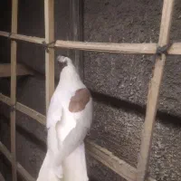 ابلاغ سرخ نر