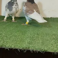 نروماده عتیقه لکه دار پرشی و ضمانت تخم و جوجه|پرنده|طرقبه, |دیوار