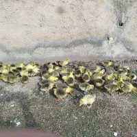 جوجه غاز بوقلمون