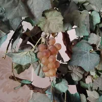 گلدان درخت انگور خارجی بزرگ|گل مصنوعی|قزوین, |دیوار