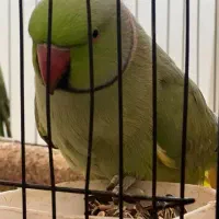 گمشده