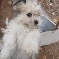 فروش توله ۶ ماهه شیتزو|سگ|تربت جام, پاسداران|دیوار