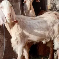 تغل چینی برای گشتن وداشت یک کره نری