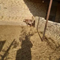 بره قوچ چینی درجه یک فروشی