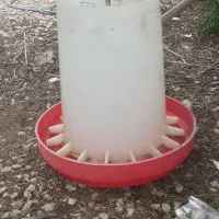 دانه خوری مرغ