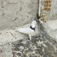 کبوتر