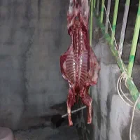 گوشت گوسفند