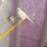 قناری ماده