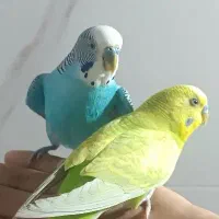 مرغ عشق|پرنده|کرمانشاه, |دیوار