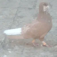 ساده زرد افشون
