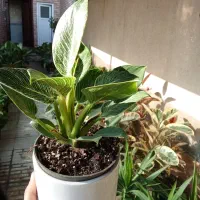 گل و گیاه به قیمت تولیدی