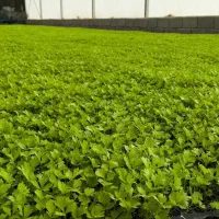 نشا کرفس