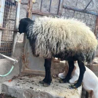 بره و  کره نر