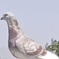 کبوترقوره