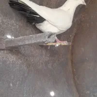 ماده دم سیاه