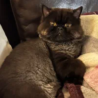 گربه پرشین اصیل نر|گربه|رشت, دیلمان|دیوار