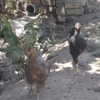 جوجه مرغ ۵ ماهه