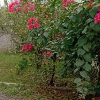 اجاره سوئیت کوتاه مدت