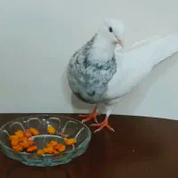 مفلق طوقی کاکلی پالخت طوقی زریین وسرخ‌خال‌سیاه