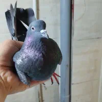 کفتر یا کبوتر.زاغ.پرشی.ماده.ازبلندی شب گرفتم
