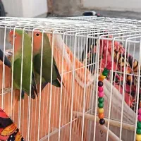 یک جفت طوطی برزیلی