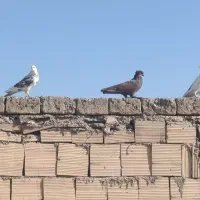 کفتر راعب|پرنده|قم, شهر قائم|دیوار