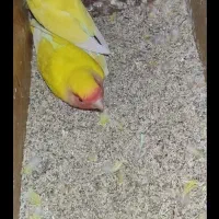 جفت کوتوله روی تخم