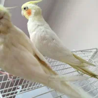 گمشده عروس هلندی|پرنده|سبزوار, سجاد|دیوار