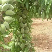 نهال بادام شاهرودی و...اصل|خدمات باغبانی و درختکاری|تهران, دانشگاه شریف|دیوار