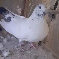 فروش کبوتر|پرنده|اصفهان, شاهد|دیوار