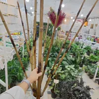 چوب بامبو ضخیم پایه گلدان استند سانسوریا یوکا پازل|گل و گیاه طبیعی|قم, ولیعصر|دیوار