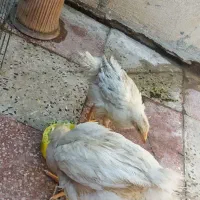 جوجه محلی|حیوانات مزرعه|کازرون, |دیوار