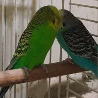 مرغ عشق مولد