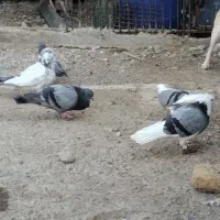 به دلیل تعداد زیاد نر|پرنده|حاجی آباد, |دیوار