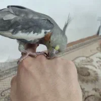 عروس هلندی
