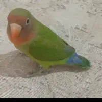 طوطی برزیلی