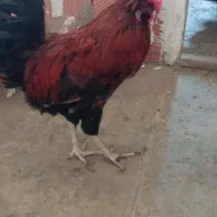 خروس گلین چهل تاژ